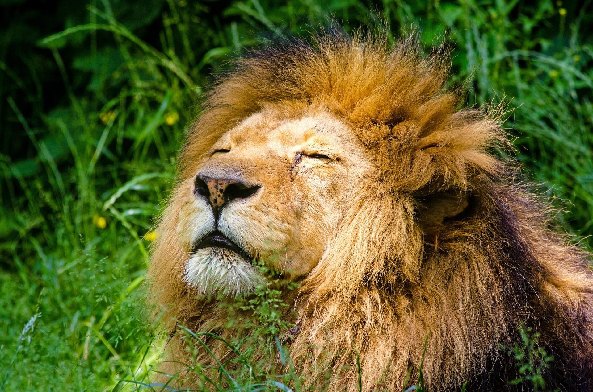 lion-g2e69da2c0_1920