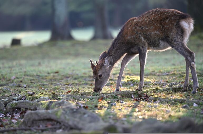 animal-g8fd375f11_1920