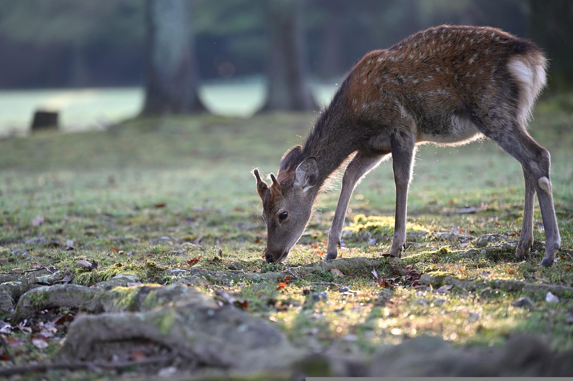 animal-g8fd375f11_1920