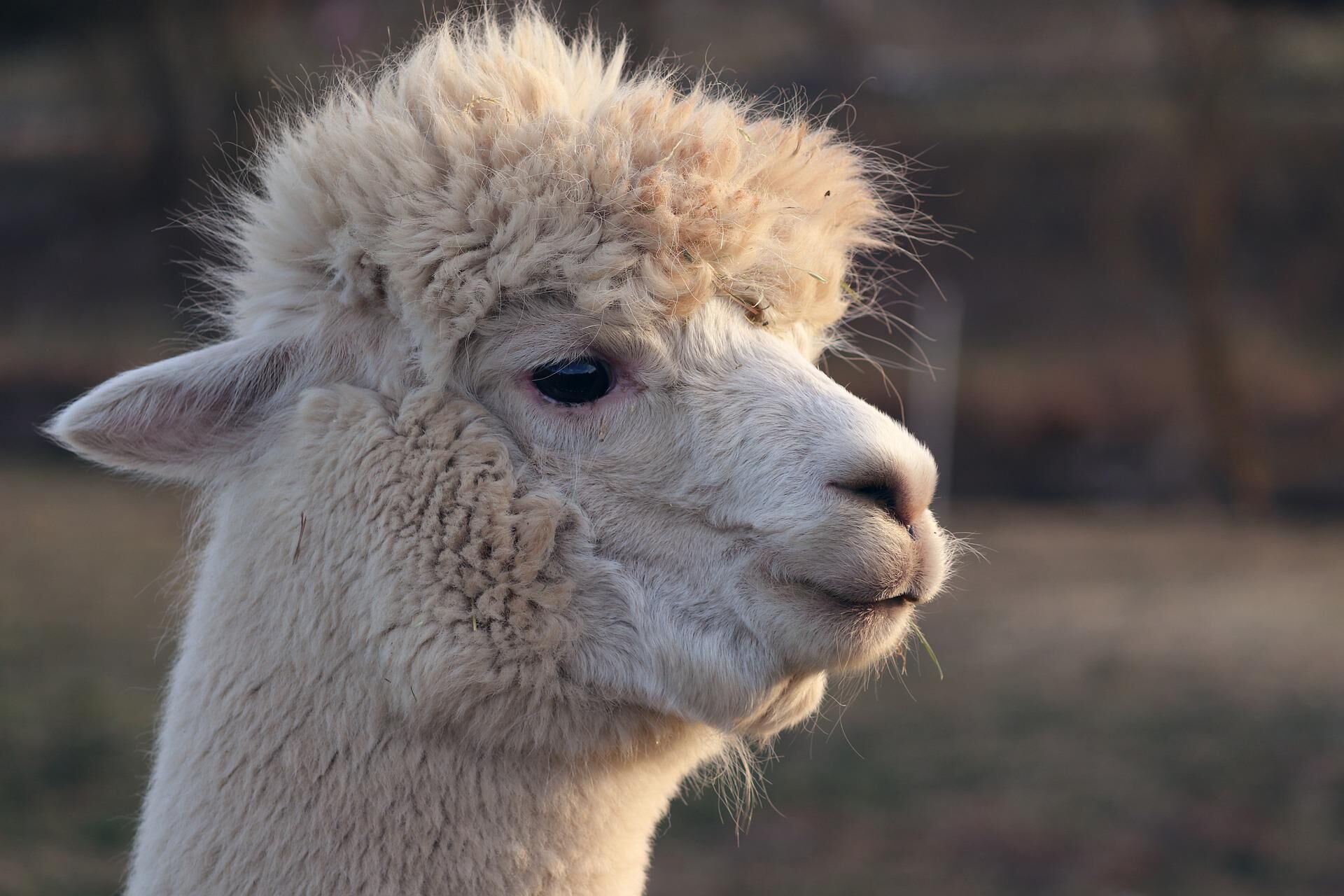 llama-g8172b92b8_1920