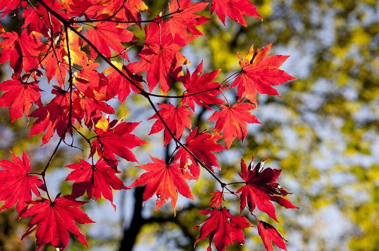 maple-leaves-g3d4fcb136_1920