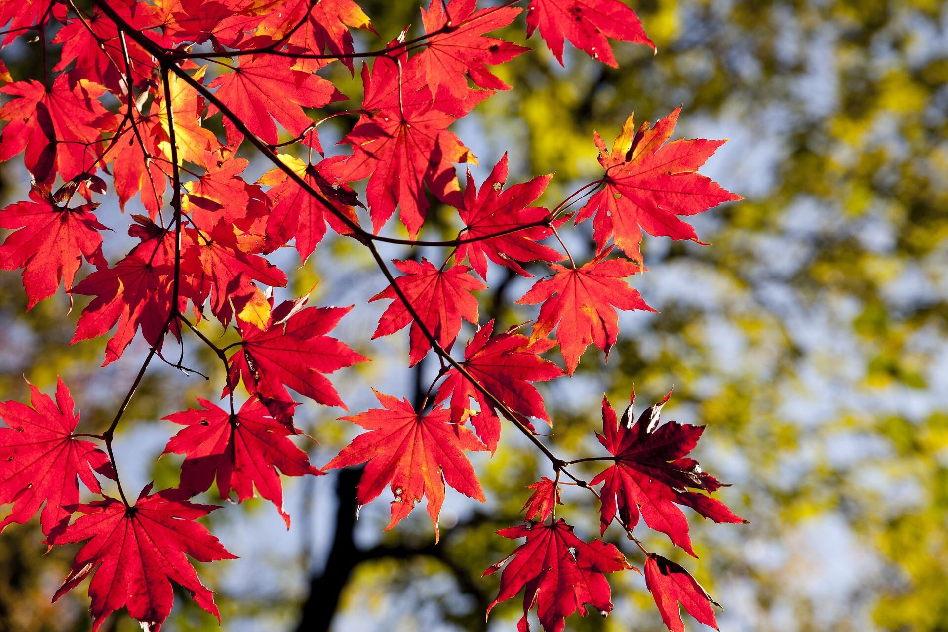 maple-leaves-g3d4fcb136_1920